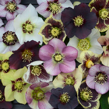 Load image into Gallery viewer, Helleborus Honeymoon® Mix