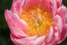 Load image into Gallery viewer, Peony 'Happy Salmon'