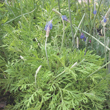 Load image into Gallery viewer, Lavender 'Fernleaf'