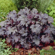 Load image into Gallery viewer, Heuchera 'Plum Pudding'