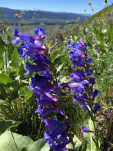Load image into Gallery viewer, Penstemon 'Pristine Blue'