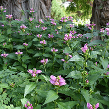 Load image into Gallery viewer, Chelone 'Hot Lips'