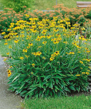 Load image into Gallery viewer, Rudbeckia 'Viette's Little Suzy'