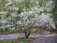 Load image into Gallery viewer, Allegheny Serviceberry