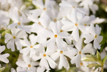 Load image into Gallery viewer, Phlox 'Snowflake'