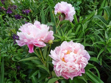 Load image into Gallery viewer, Peony 'Catharina Fontijn'