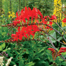 Load image into Gallery viewer, Crocosmia 'Lucifer'