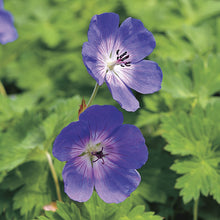 Load image into Gallery viewer, Geranium 'Rozanne'