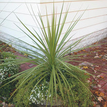 Load image into Gallery viewer, Dracena Spike - Green