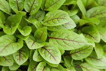 Load image into Gallery viewer, Rumex ' Raspberry Dressing'