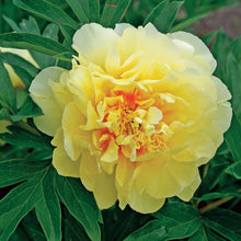 Load image into Gallery viewer, Peony 'Itoh Bartzella'