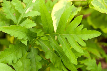 Load image into Gallery viewer, Fern 'Sensitive'