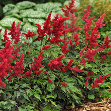 Load image into Gallery viewer, Astilbe 'Fanal'