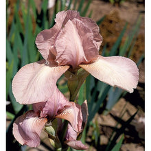 Load image into Gallery viewer, German Iris 'Precious Little Pink'