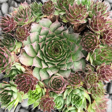 Load image into Gallery viewer, Sempervivum 'Carmen'