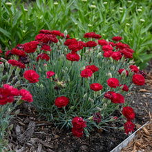 Load image into Gallery viewer, Dianthus 'Electric Red'