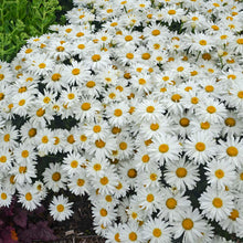 Load image into Gallery viewer, Leucanthemum 'Whoops-a-Daisy'