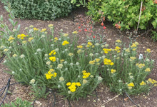 Load image into Gallery viewer, Achillea 'Little Moonshine'