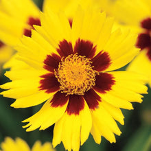 Load image into Gallery viewer, Coreopsis 'SunKiss'
