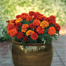 Load image into Gallery viewer, Marigold 'Fireball'