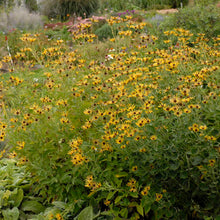 Load image into Gallery viewer, Rudbeckia 'Henry Eilers'