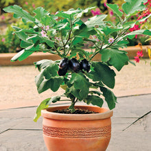 Load image into Gallery viewer, Eggplant Patio Baby