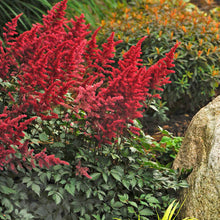 Load image into Gallery viewer, Astilbe 'Fanal'