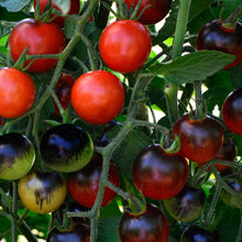 Load image into Gallery viewer, Tomato 'Midnight Snack'