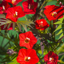 Load image into Gallery viewer, Cardinal Climber Vine