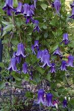 Load image into Gallery viewer, Clematis 'Rooguchi'