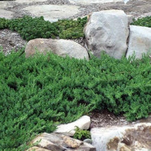 Load image into Gallery viewer, Juniper 'Blue Pacific'