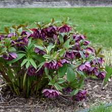 Load image into Gallery viewer, Helleborus 'True Love'