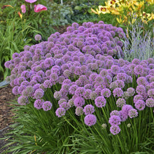 Load image into Gallery viewer, Allium 'Millennium'
