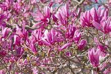 Load image into Gallery viewer, Magnolia 'Ann'