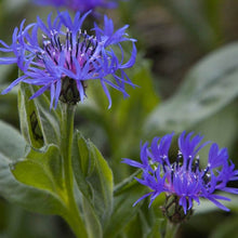 Load image into Gallery viewer, Centaurea montana