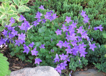 Load image into Gallery viewer, Campanula 'Birch Hybrid'