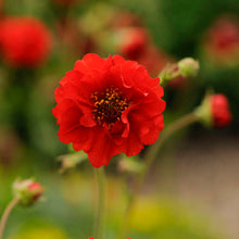 Load image into Gallery viewer, Geum 'Blazing Sunset'