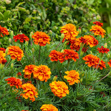 Load image into Gallery viewer, Marigold 'Fireball'