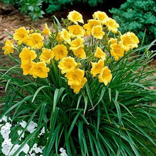 Load image into Gallery viewer, Daylily 'Stella de Oro'