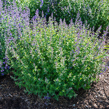 Load image into Gallery viewer, Catnip