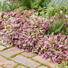 Load image into Gallery viewer, Ajuga 'Princess Nadia'