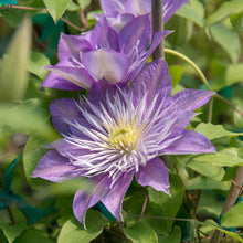 Load image into Gallery viewer, Clematis 'Crystal Fountain'