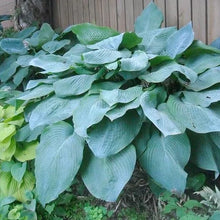 Load image into Gallery viewer, Hosta 'Big Daddy'