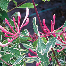 Load image into Gallery viewer, Lonicera 'Harlequin'