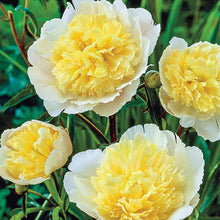 Load image into Gallery viewer, Peony 'Primevere'