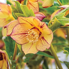 Load image into Gallery viewer, Helleborus 'Tropical Sunset'