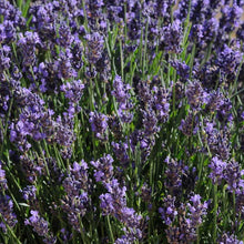 Load image into Gallery viewer, Lavender 'SuperBlue'