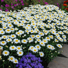 Load image into Gallery viewer, Leucanthemum 'Snowcap'