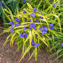 Load image into Gallery viewer, Tradescantia 'Sweet Kate'