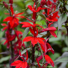 Load image into Gallery viewer, Lobelia 'Vulcan Red'